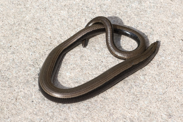 caecilian