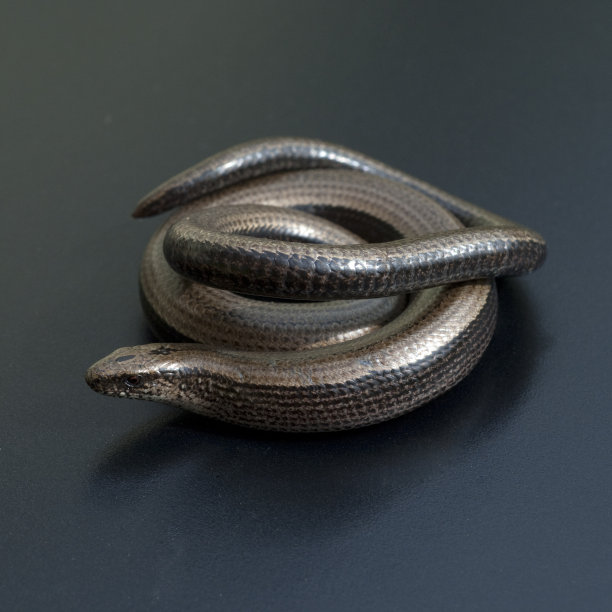 caecilian