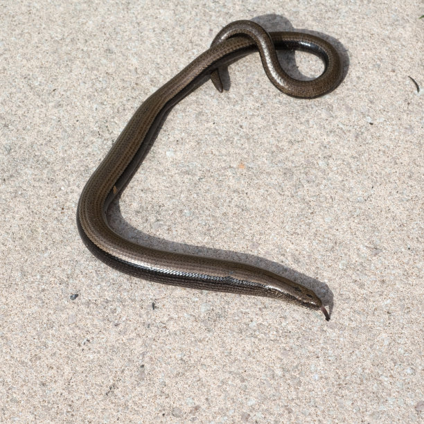 caecilian