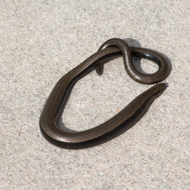 caecilian