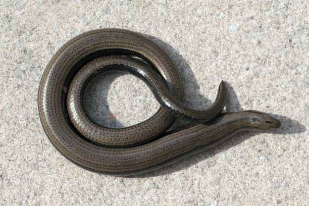caecilian