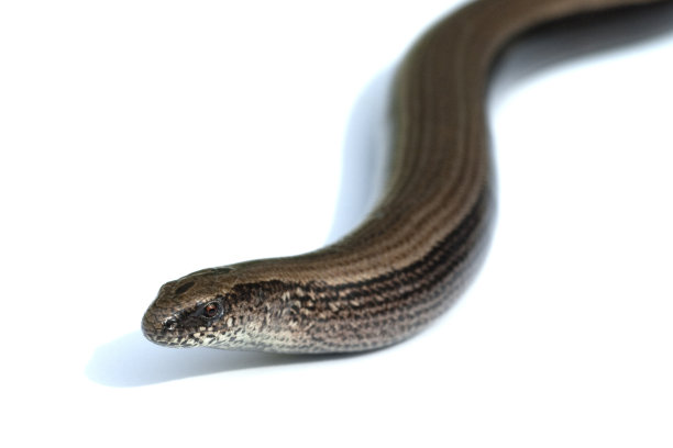 caecilian