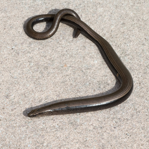 caecilian