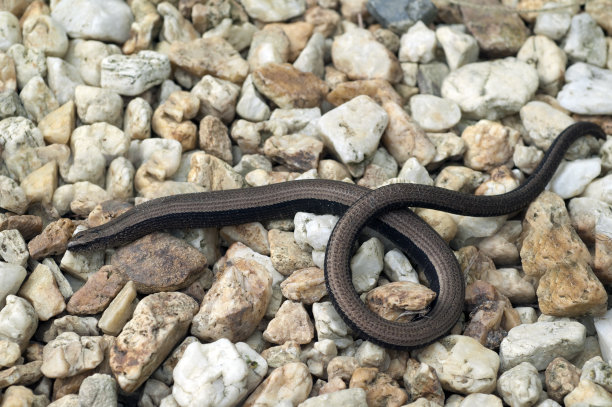 caecilian