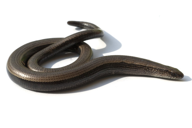 caecilian