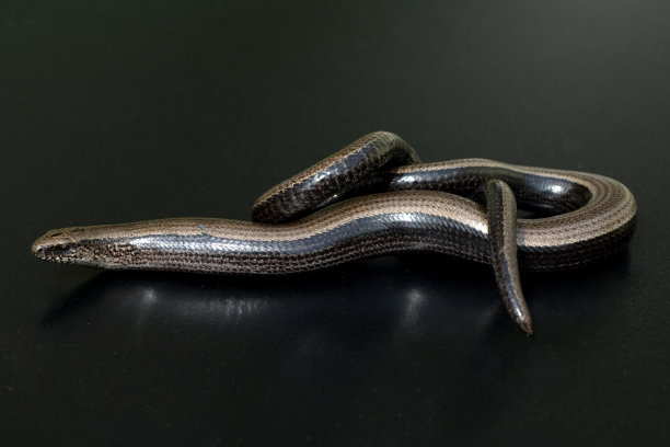 caecilian