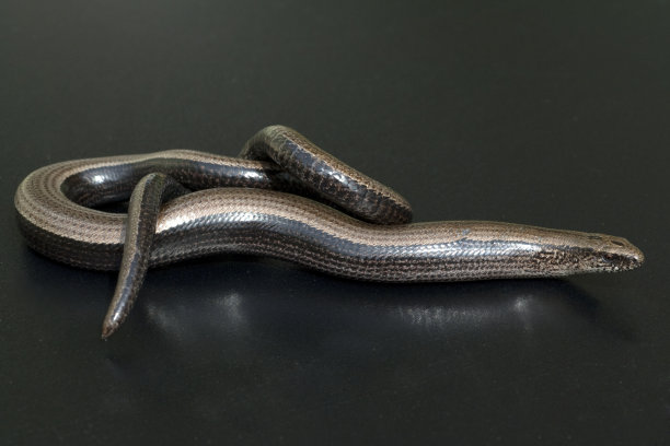 caecilian
