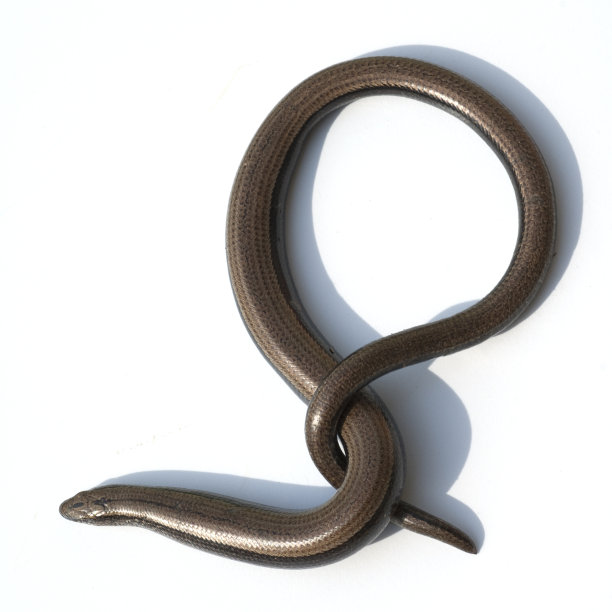 caecilian