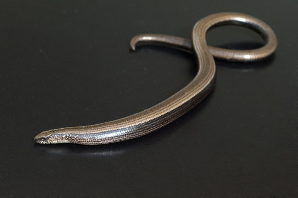 caecilian