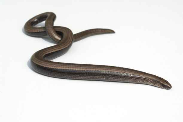 caecilian