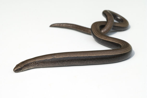 caecilian