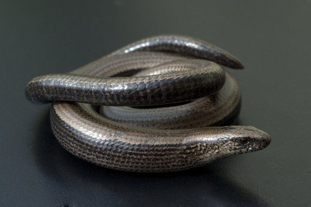 caecilian