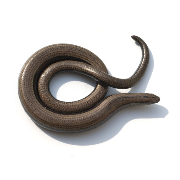 caecilian