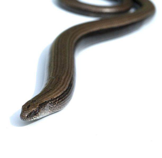 caecilian