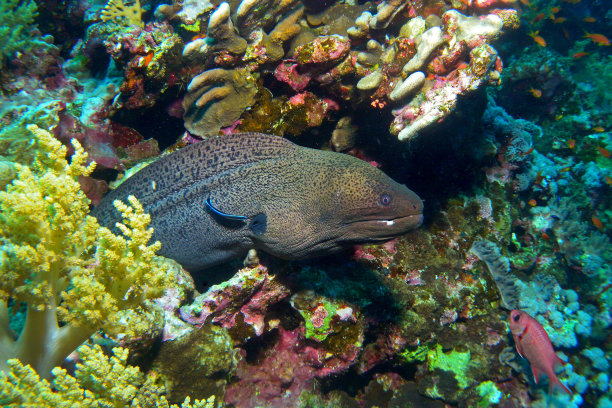moray