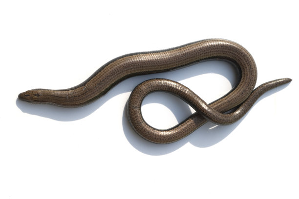 caecilian