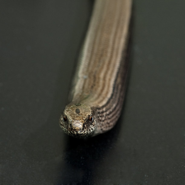 caecilian