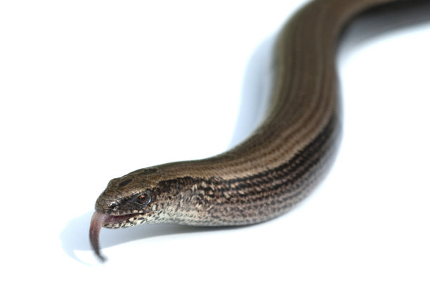 caecilian