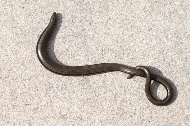 caecilian