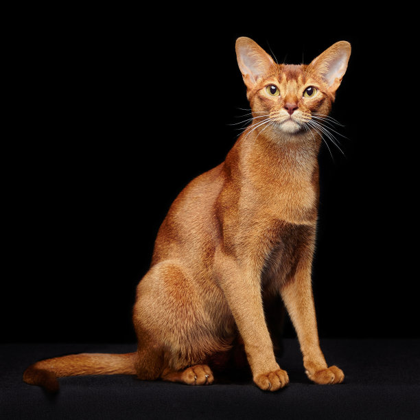 abyssinian猫