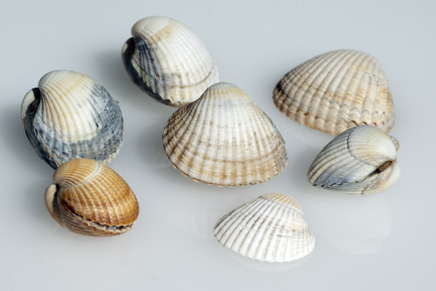 tridacna
