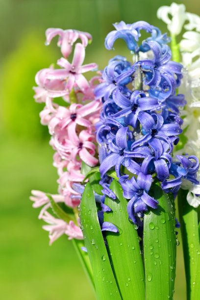 hyacinth