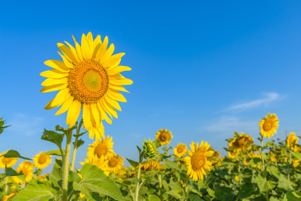 helianthus