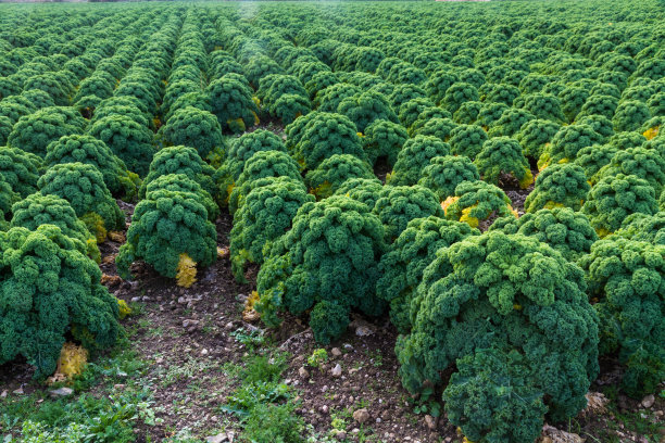 kale