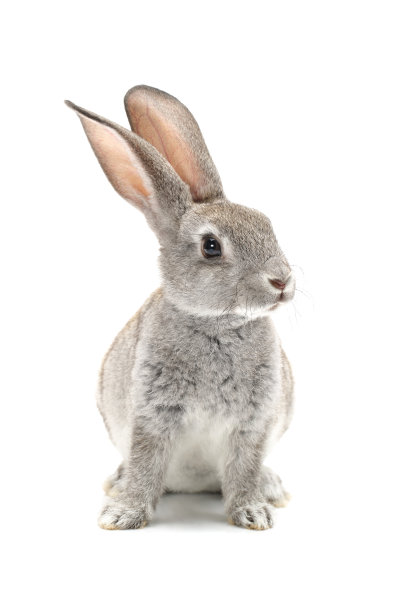 bunny