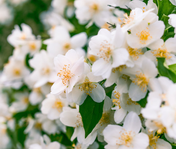 jasmine