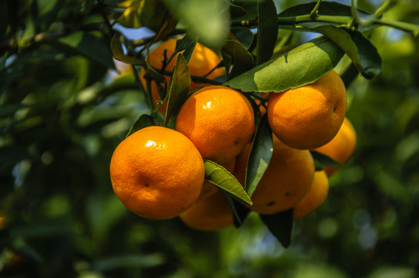 橙子栽培