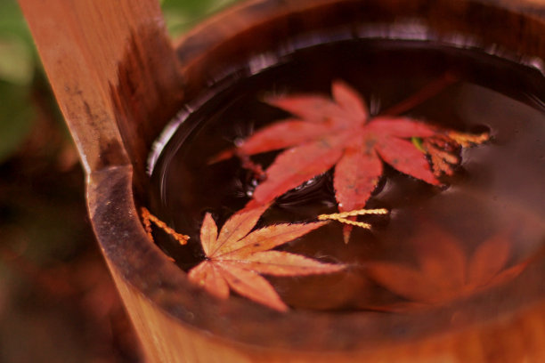 树木盆