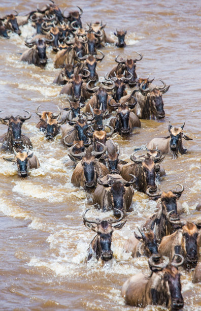 serengeti