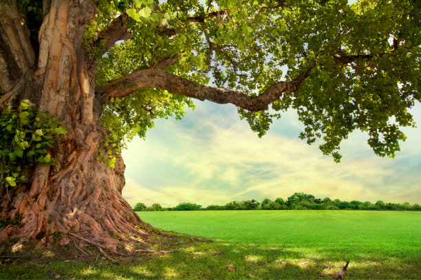 trees