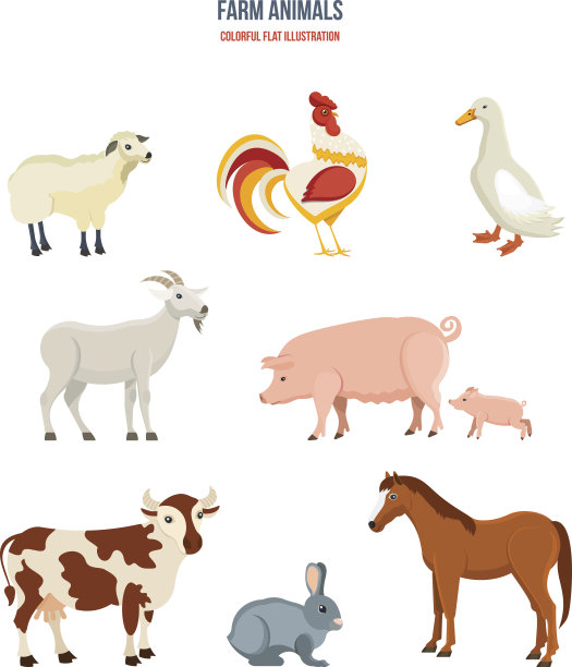 sheep