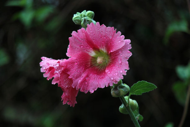 stockrose
