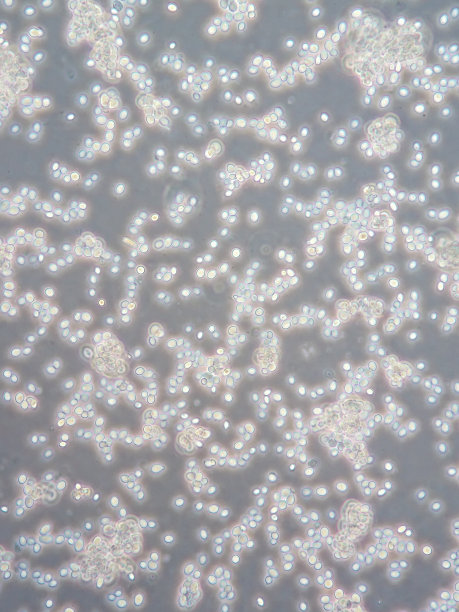 酵母细胞