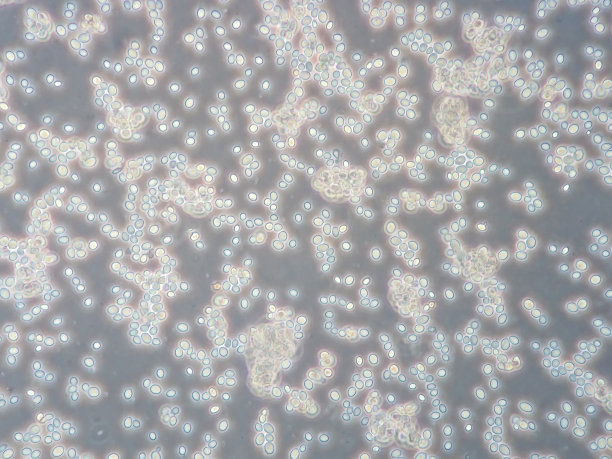 天然酵母细胞