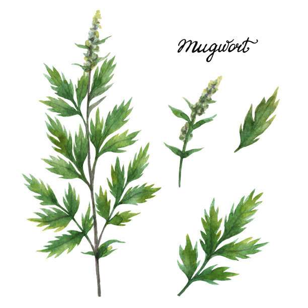 mugwort