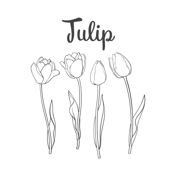 tulip