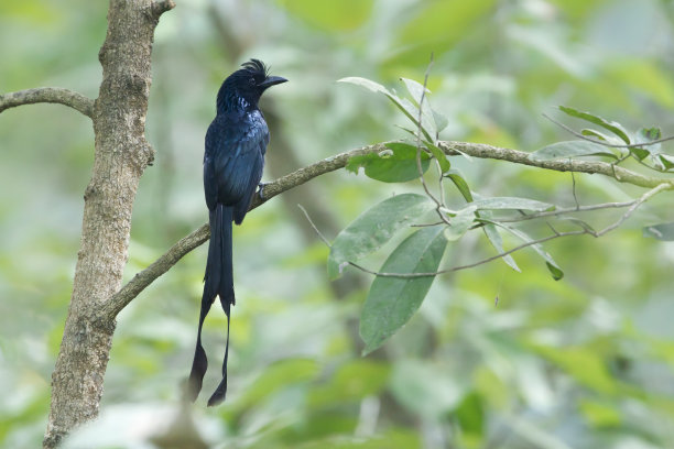 drongo