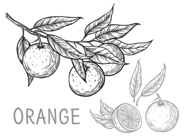 oranges