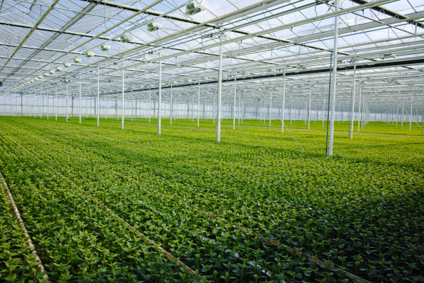greenhouse
