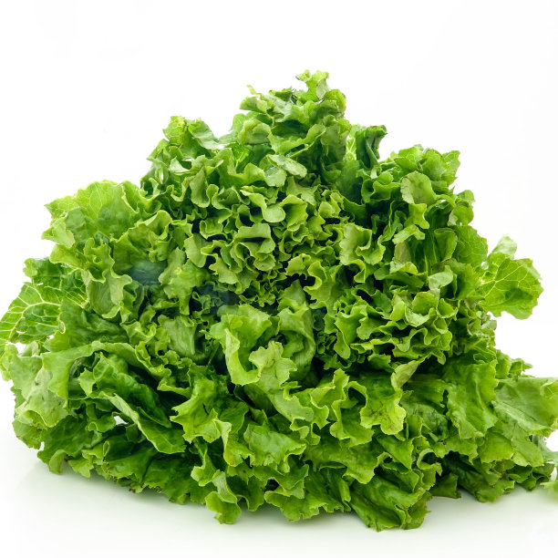 lactuca