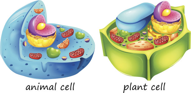 cells