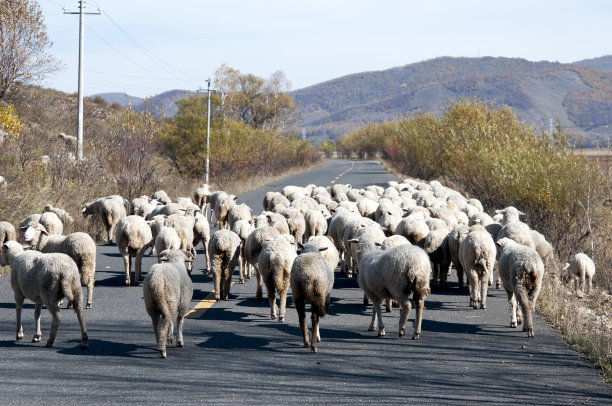 呼伦贝尔草原上的一群羊