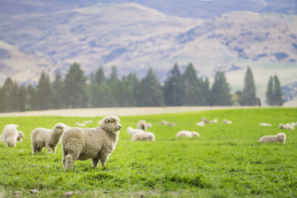 sheep