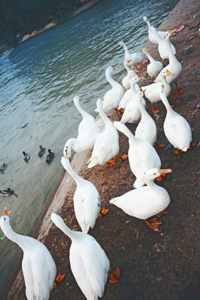 池塘一群鸭