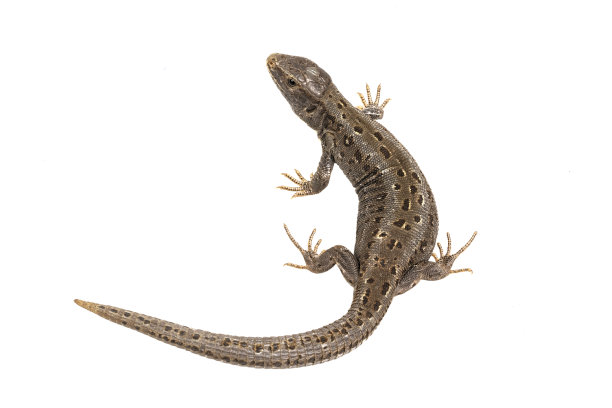 phelsuma