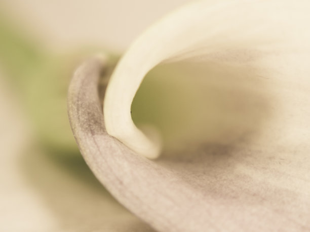 araceae